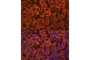 Immunofluorescence analysis of rat placenta using PLGF Rabbit mAb (ABIN7269384) at dilution of 1:100 (40x lens). (PLGF Antikörper)