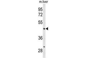 Western blot analysis of ANGPTL4 Antibody (Center) in mouse liver tissue lysates (35µg/lane).