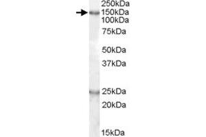 D130043K22Rik polyclonal antibody  (0. (KIAA0319 Antikörper)