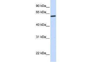 CYP27A1 antibody used at 1 ug/ml to detect target protein. (CYP27A1 Antikörper  (Middle Region))