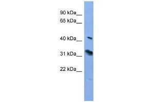 RHO antibody used at 0. (Rho-related GTP-binding protein Antikörper  (C-Term))