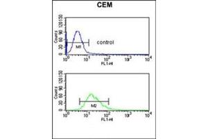 Flow cytometric analysis of CEM cells using DMC1 Antibody (N-term) (bottom histogram) compared to a negative control cell (top histogram).