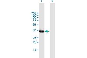 Western Blot analysis of OGG1 expression in transfected 293T cell line by OGG1 MaxPab polyclonal antibody. (OGG1 Antikörper  (AA 1-324))