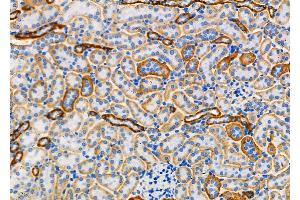ABIN6261245 and ABIN6273225 at 1/100 staining Mouse kidney tissue by IHC-P. (DCTN6 Antikörper  (Internal Region))