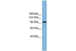 WB Suggested Anti-GRIPAP1 Antibody Titration: 0. (GRIPAP1 Antikörper  (N-Term))