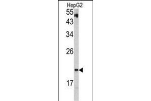 Western blot analysis of VHL antibody (C-term) (ABIN390463 and ABIN2840833) in HepG2 cell line lysates (35 μg/lane). (VHL Antikörper  (C-Term))
