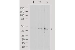 Western blot analysis of extracts from various samples, using SLC15A1 Antibody. (SLC15A1 Antikörper  (Internal Region))