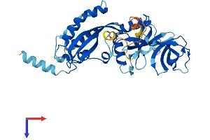 NCF4 Protein (AA 1-339) (His tag)