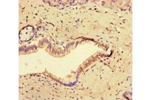 Immunohistochemistry of paraffin-embedded human pancreatic tissue using ABIN7148947 at dilution of 1:100 (Cyclin O Antikörper  (AA 1-257))