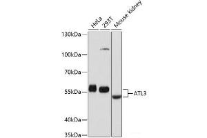 Western blot analysis of extracts of various cell lines using ATL3 Polyclonal Antibody at dilution of 1:1000. (ATL3 Antikörper)