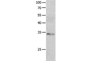 Western Blotting (WB) image for anti-RNA Binding Protein, Fox-1 Homolog 3 (RBFOX3) antibody (ABIN2426281) (NeuN Antikörper)