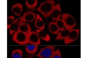 Confocal immunofluorescence analysis of HeLa cells using RPL27 Polyclonal Antibody at dilution of 1:200. (RPL27 Antikörper)