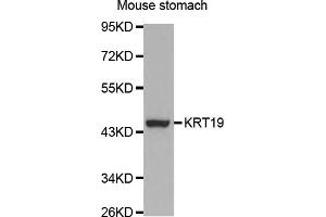 Western blot analysis of extracts of mouse stomach, using KRT19 antibody. (Cytokeratin 19 Antikörper)
