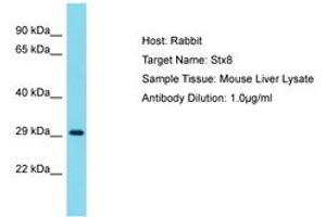 Image no. 1 for anti-Syntaxin 8 (STX8) (AA 161-210) antibody (ABIN6750455) (STX8 Antikörper  (AA 161-210))