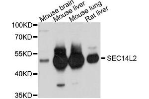 Western blot analysis of extracts of various cells, using SEC14L2 antibody. (SEC14L2 Antikörper)