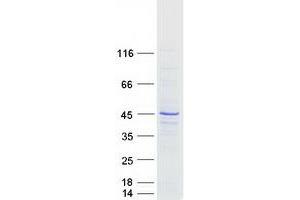 Validation with Western Blot (Raly Protein (Transcript Variant 2) (Myc-DYKDDDDK Tag))