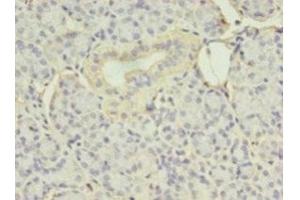 Immunohistochemistry of paraffin-embedded human pancreatic tissue using ABIN7152205 at dilution of 1:100 (EIF4EBP3 Antikörper  (AA 1-100))