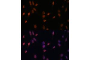 Immunofluorescence (IF) image for anti-Ubiquitin Specific Peptidase 33 (USP33) (AA 290-400) antibody (ABIN7271157)
