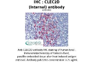 Image no. 2 for anti-C-Type Lectin Domain Family 2, Member D (CLEC2D) (Internal Region) antibody (ABIN1733154) (CLEC2D Antikörper  (Internal Region))