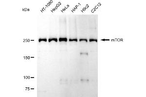 Western blotting analysis using mTOR antibody (ABIN7799346). (Rekombinanter MTOR Antikörper)