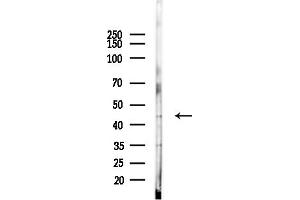 anti-Interleukin 18 Binding Protein (IL18BP) (C-Term) antibody