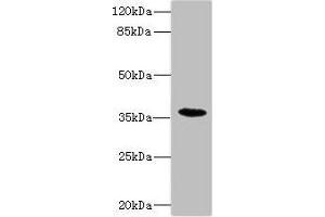 Western blot All lanes: BST1 antibody IgG at 1. (BST1 Antikörper  (AA 29-293))