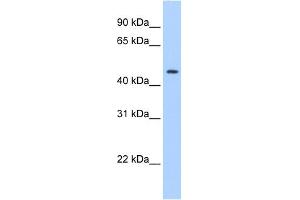 WB Suggested Anti-SERPINE1 Antibody Titration:  0. (PAI1 Antikörper  (C-Term))