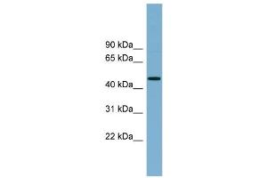WB Suggested Anti-RNF44  Antibody Titration: 0.