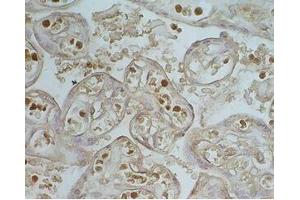 Human placenta tissue was stained by Rabbit Anti-Apelin-36 (Human) Serum (AP36 Antikörper)