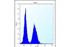 DDIT3 Antibody (Center) (ABIN656987 and ABIN2846170) flow cytometric analysis of Jurkat cells (right histogram) compared to a negative control cell (left histogram). (DDIT3 Antikörper  (AA 82-110))