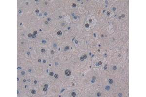 IHC-P analysis of liver tissue, with DAB staining. (TCEA3 Antikörper  (AA 59-348))