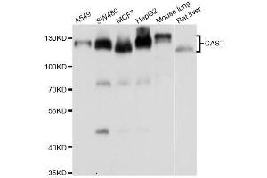 Western blot analysis of extracts of various cell lines, using CAST antibody. (Calpastatin Antikörper  (AA 550-650))