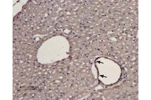 ADRA1D Antikörper  (3rd Extracellular Loop, Cys240)