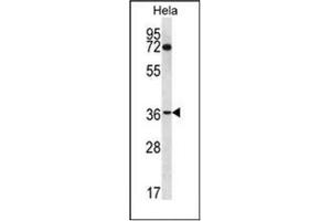 Western blot analysis of NUP35 Antibody (C-term) in Hela cell line lysates (35ug/lane).