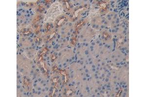 IHC-P analysis of Mouse Tissue, with DAB staining. (DCL1 Antikörper  (AA 21-225))