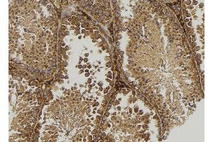 ABIN6277538 at 1/100 staining Mouse testis tissue by IHC-P.