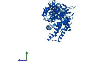 AlphaFold protein structure predicition of Mouse Recombinant Cyp2j6 Protein, UniprotID O54750