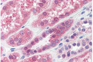 Human Kidney (formalin-fixed, paraffin-embedded) stained with PPP2CA antibody ABIN364316 at 15 ug/ml followed by biotinylated anti-mouse IgG secondary antibody ABIN481714, alkaline phosphatase-streptavidin and chromogen. (PPP2CA Antikörper)