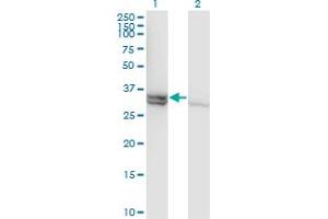 Western Blot analysis of CASP1 expression in transfected 293T cell line by CASP1 monoclonal antibody (M01), clone 3D2. (Caspase 1 Antikörper  (AA 1-100))