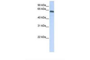 Image no. 1 for anti-Zinc Finger Protein 131 (ZNF131) (AA 110-159) antibody (ABIN6738377) (ZNF131 Antikörper  (AA 110-159))