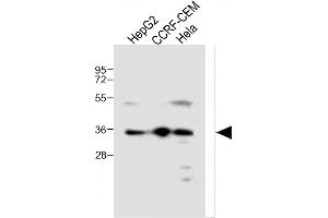 All lanes : Anti-MTNR1A Antibody (Center) at 1:500 dilution Lane 1: HepG2 whole cell lysate Lane 2: CCRF-CEM whole cell lysate Lane 3: Hela whole cell lysate Lysates/proteins at 20 μg per lane. (Melatonin Receptor 1A Antikörper  (AA 209-239))