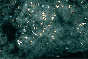 Immunofluorescent staining of Rabbit Liver tissue with anti-XIAP (XIAP Antikörper  (AA 268-426))