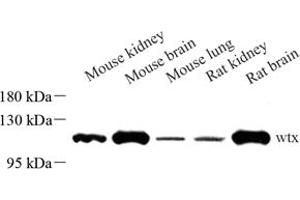 Western blot analysis of wtx (ABIN7073078) at dilution of 1: 500
