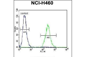 Flow cytometric analysis of NCI-H460 cells (right histogram) compared to a negative control cell (left histogram). (CCDC54 Antikörper  (AA 91-119))
