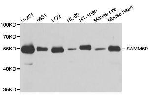 Western Blotting (WB) image for anti-Sorting and Assembly Machinery Component 50 Homolog (SAMM50) (AA 1-220) antibody (ABIN1682619)