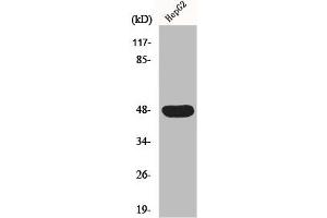 Western Blot analysis of HepG2 cells using IGSF4D Polyclonal Antibody (CADM2 Antikörper  (Internal Region))