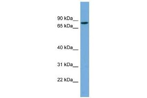 CRTAC1 antibody used at 1 ug/ml to detect target protein. (CRTAC1 Antikörper  (N-Term))