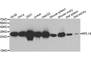 Western blot analysis of extracts of various cell lines, using RPL14 antibody (ABIN6291381) at 1:1000 dilution. (RPL14 Antikörper)