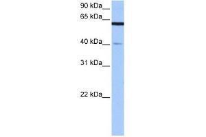 APPBP2 antibody used at 0. (APPBP2 Antikörper)