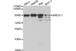 Western blot analysis of extracts of various cell lines, using MAD1L1 antibody (ABIN5970500) at 1/1000 dilution. (MAD1L1 Antikörper)